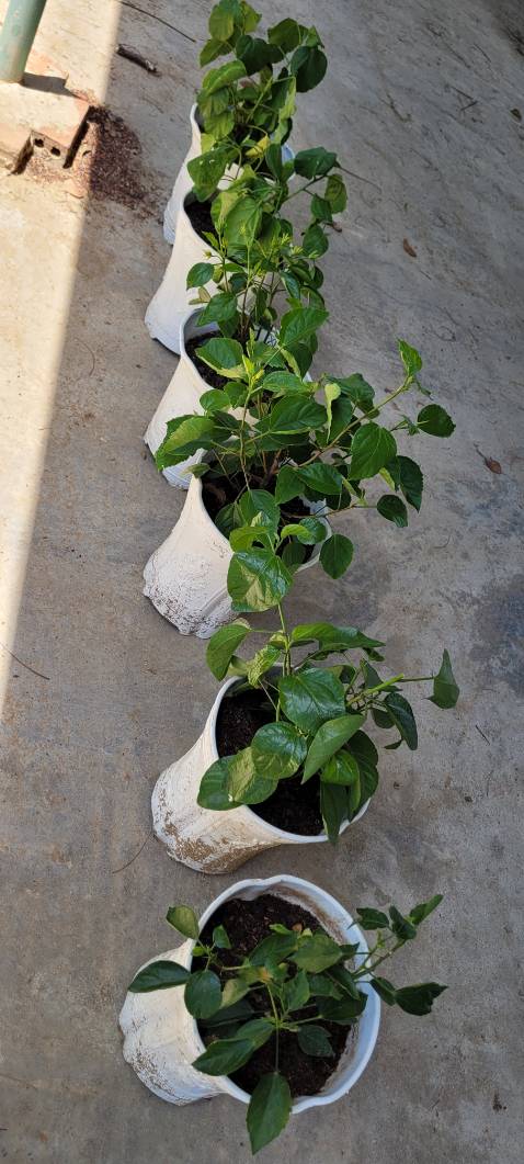 Gửi hàng nhanh, đóng thùng cẩn thận, cây khỏe, chỉ biết được hai cây có hoa là đúng yêu cầu, còn lại chờ tiếp ...