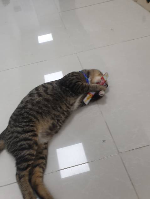 mèo rất thích, sản phẩm giá tốt hơn ngoài. cám ơn shop