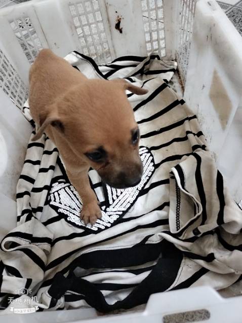 Sản phẩm quá tệ nghe nhiều người bình luận sản phẩm tốt , nhận rồi để xài thử mới đánh giá đây , mùi ko thơm lâu xã rồi ủ nữa tiếng còn ko mượt bằng dầu xả tóc , hàng kém chất lượng , mọi người cân nhắc trước khi mua nha để như mình xài chán thật