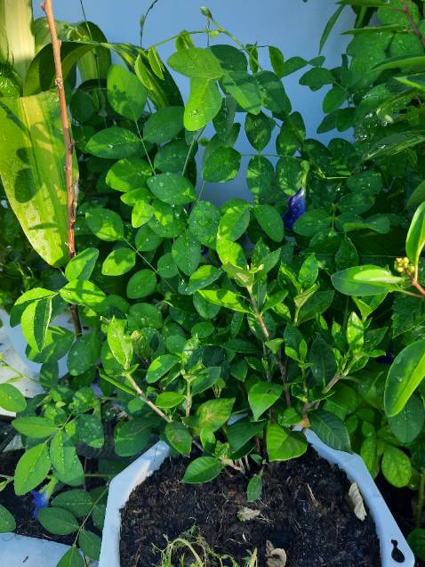 Thời gian giao hàng nhanh, đóng gói cẩn thận, đến nơi cây vẫn còn tươi xanh. Tuy nhiên hơi nhỏ không biết khi nào mới có hoa nhưng vẫn đánh giá 5 sao. Hy vọng cây sẽ phát triển tốt cho ra hoa đẹp.