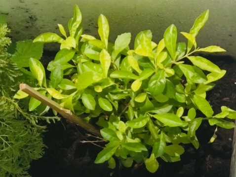 Cây khá nhỏ, lá tươi tốt, sống khỏe