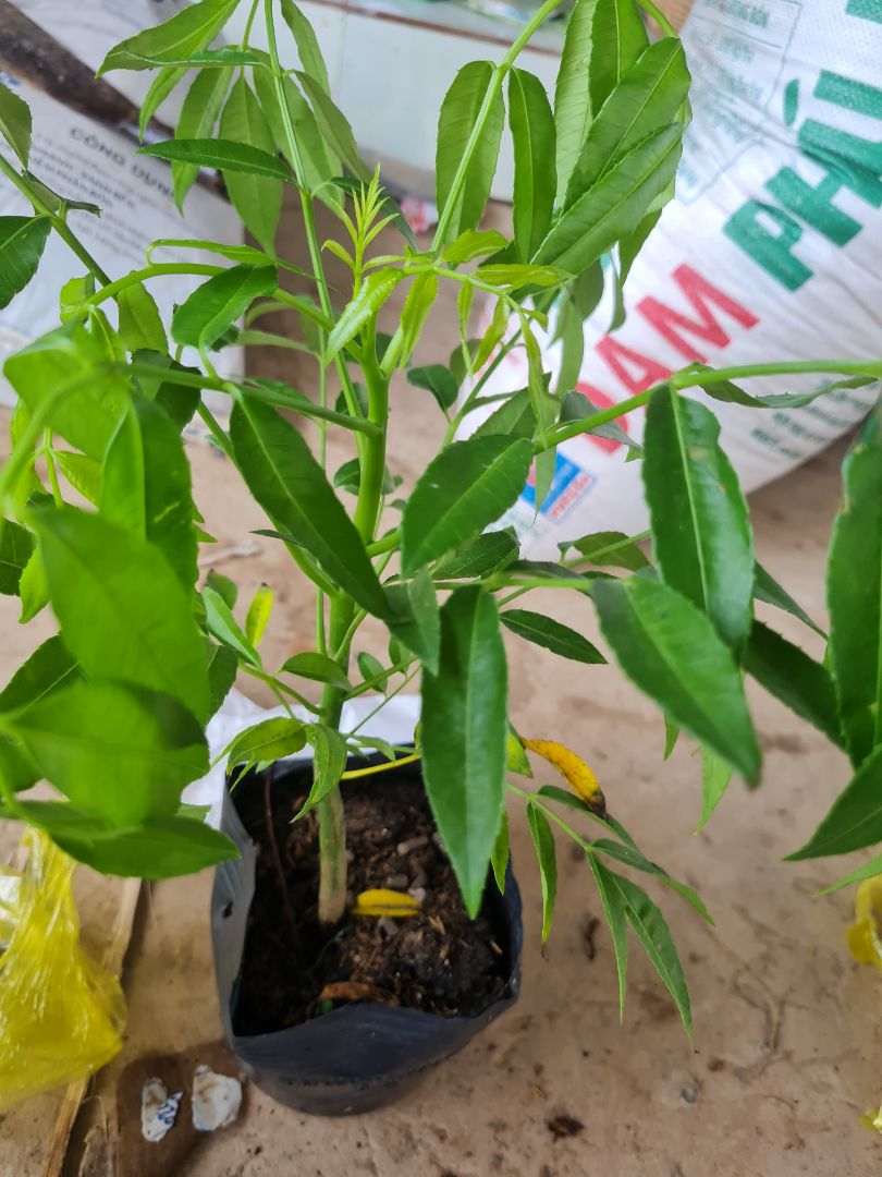 cây đẹp rất ok tôi rất hài lòng