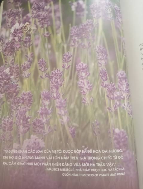 Sách đẹp, giấy đẹp, minh họa các loại cây bằng hình ảnh rất đẹp, nội dung chi tiết giúp chúng ta có hiểu biết về cây cỏ từ khái quát đến loại thường dùng, và cả cách sử dụng hỗ trợ chữa bệnh đến các công thức dùng cho món ăn để tăng vị, và cũng là hỗ trợ giảm các vấn đề về bệnh tật  của cơ thể, ăn để chữa lành. Cây cỏ thức sự hữu ích và hiệu quả nếu chúng ta thực sự hiểu rõ về chúng, vì mình đã chữa hết ho bằng cách dùng tần dày lá kết hợp với tắc, lá tía tô.