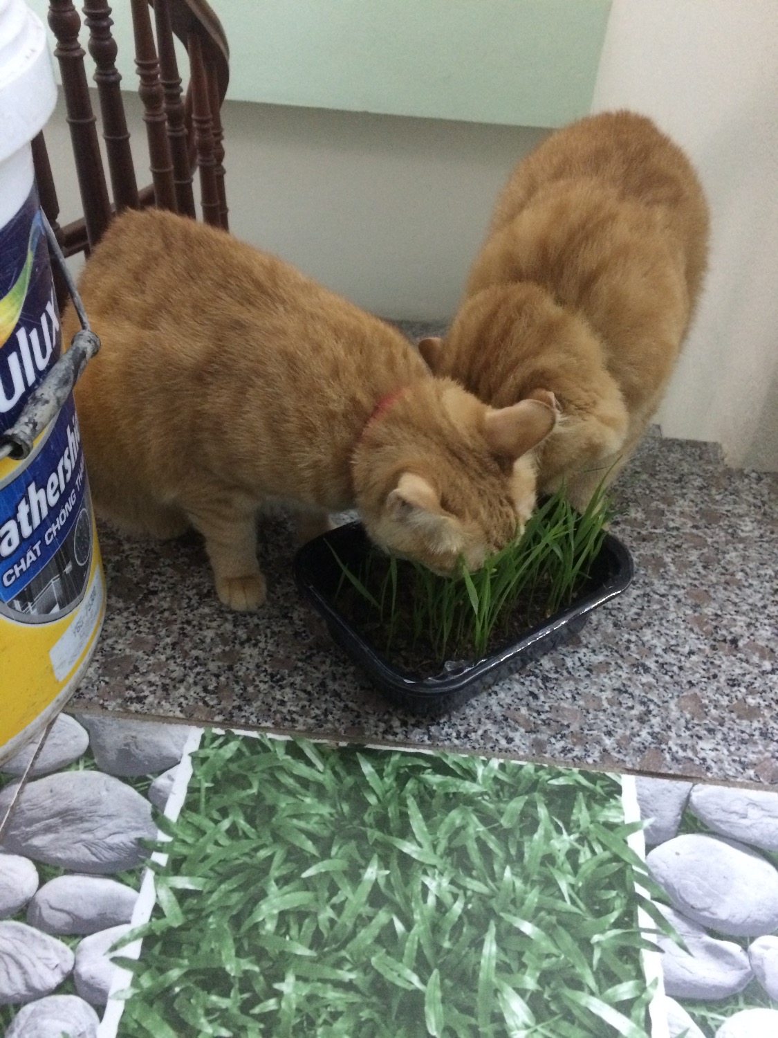 Mất khoảng một tuần để hạt giống nảy mẩm và chuyển thành cây. Mèo nhà mình ngửi vài cái là lao vào chiến luôn.