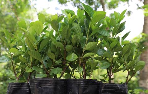 Cây tươi tốt, đóng gói kỹ, mua lần thứ 3 rồi
Rất thích mùi hương của hoa Bạch Thiên Hương