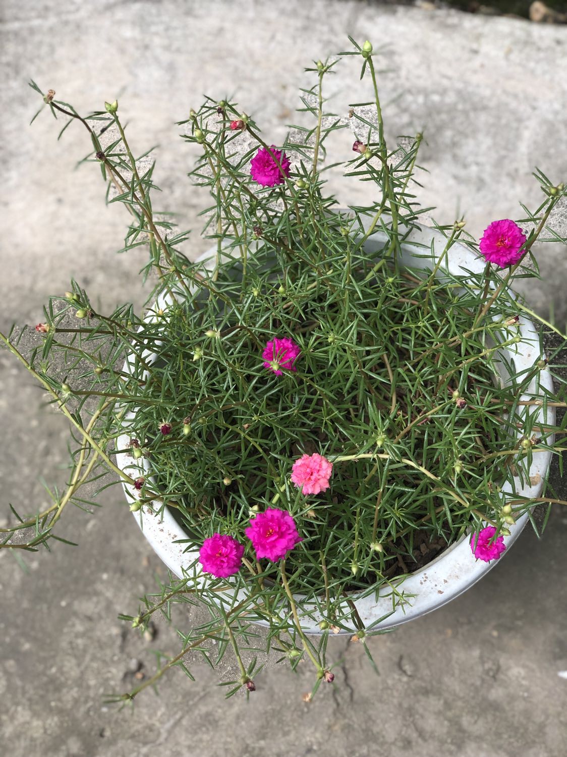 Hình ảnh k liên quan. Đã mua hàng của shop 1 lần đã ưng rồi nên lần này mua cũng k làm mình thất vọng. Chất mát , mềm mịn. Mong shop có nhiều sản phẩm hơn nữa. Cảm ơn tiki đã k làm mình thất vọng