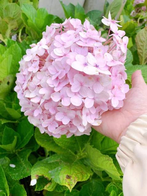 Máy tiện lợi có vừa dùng thái lát rau củ vừa để xay hành tỏi, tiện mà nhỏ gọn. Shop giao hàng nhanh