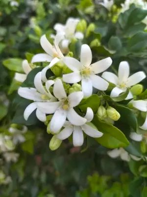 dùng ổn phết túi dày dùng ổn phết túi dày