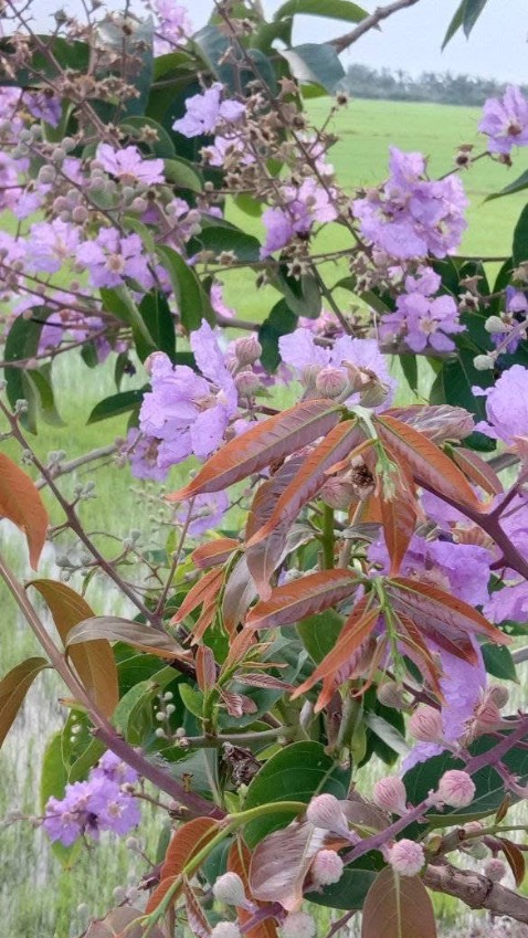 Oki chát lương vai tot giờ hàng nha