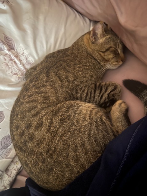 Sp rất tốt , giao nhanh , đặt htrk là hsau giao luôn rồi