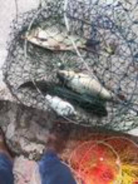 Shop giao hàng nhanh đúng sản phẩm rất tốt rcm mng nên mua nha