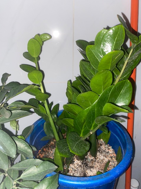 Giao nhanh , hàng như ảnh rất hài lòng