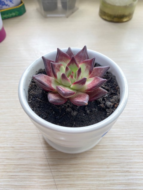 Mua nhiều pin của beston nên yên tâm về chất lượng còn hình ảnh thực tế giống với ảnh quảng cáo.