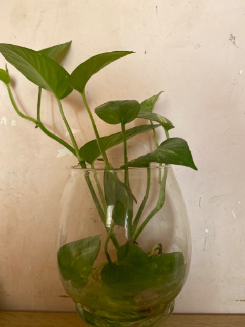 Kiểu dáng dễ thương. Về thương hiệu khỏi bàn tới rồi. Kiểu dáng dễ thương. Về thương hiệu khỏi bàn tới rồi.