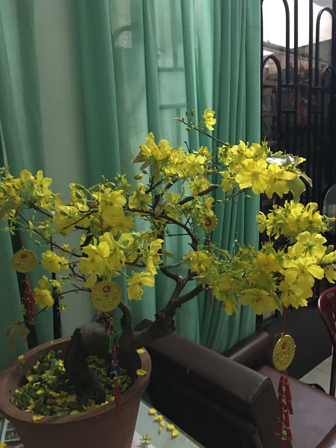 Ghe phu hop người *** tuoi