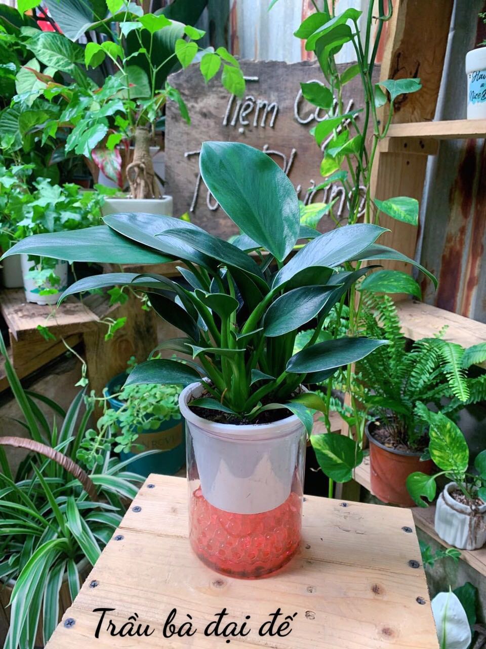 Sách đẹp, in rõ chữ, shop phục vụ rất tận tình
Sẽ ủng hộ shop lần sau