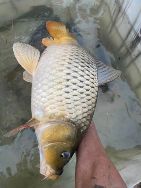 Hang ok hop voi gia tien