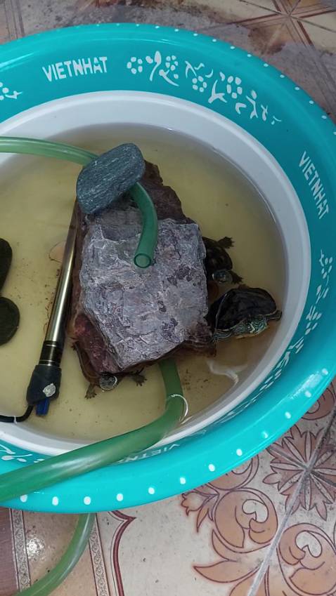 Haha. Mua về cho rùa ăn. Nó rất thích!