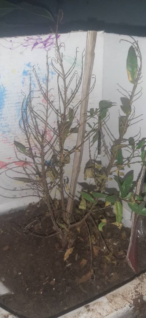 Cây lựu quá nhỏ ko như hình ảnh  trồng sắp ngẻo