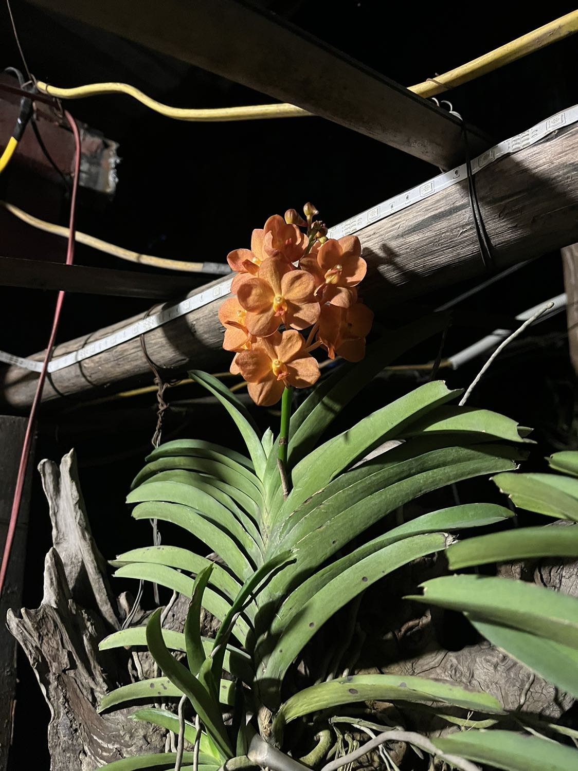 Đường đã được ngâm, giá hợp lý lại sạch là ok rồi