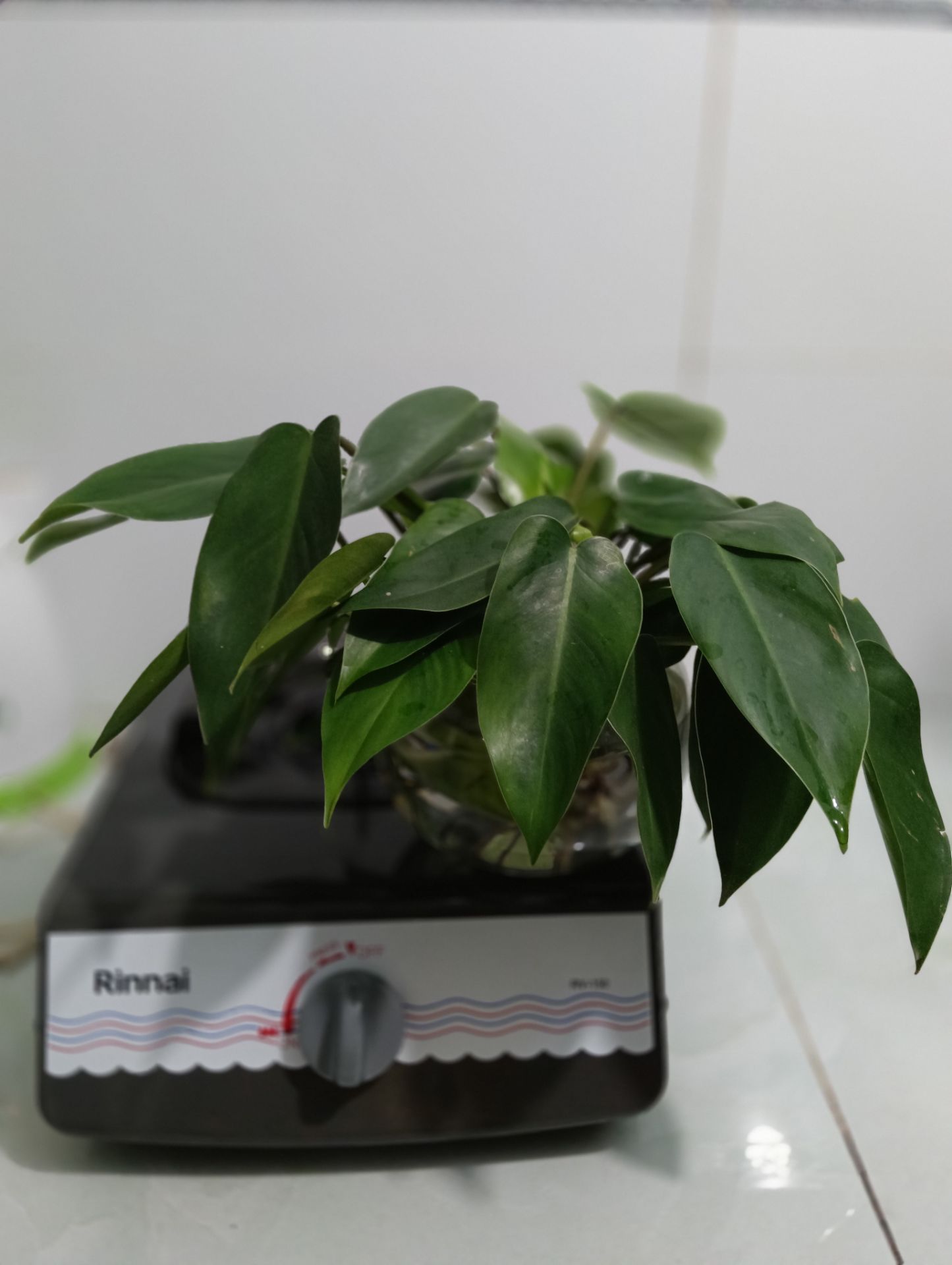 Bếp này trước đây mình đã dùng rồi, khá bền, nhẹ nha
Rất đáng mua