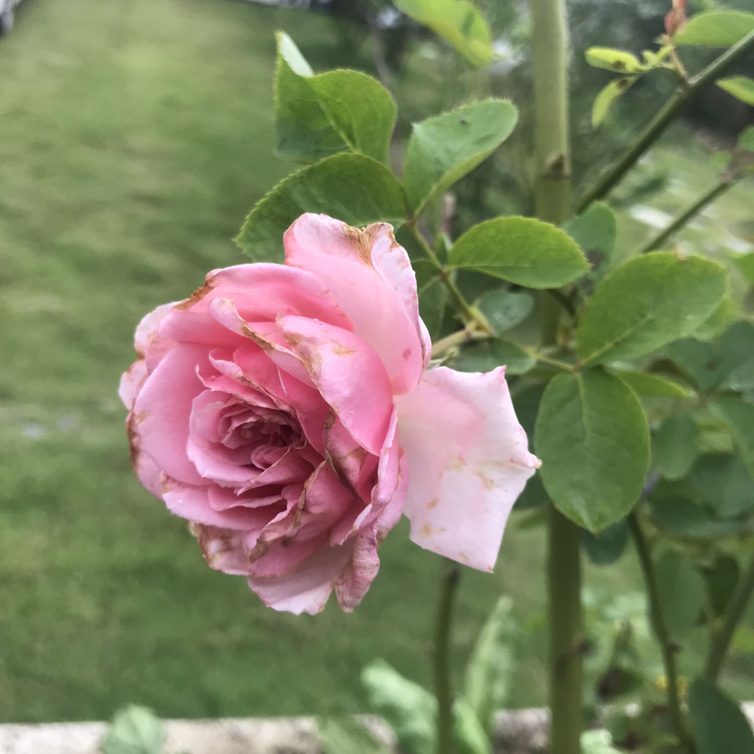 Hình ảnh không liên quan. Sản phẩm tốt, shop giao nhanh