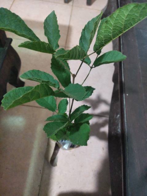 Không nên mua nhe mn đặt 1 loại giao 1 loại khác