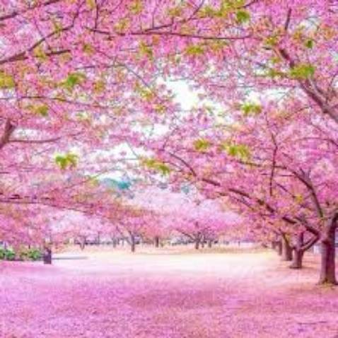 cho shop 5saoHàng đẹp chắc chắn đặt 2 lần r thank shop.