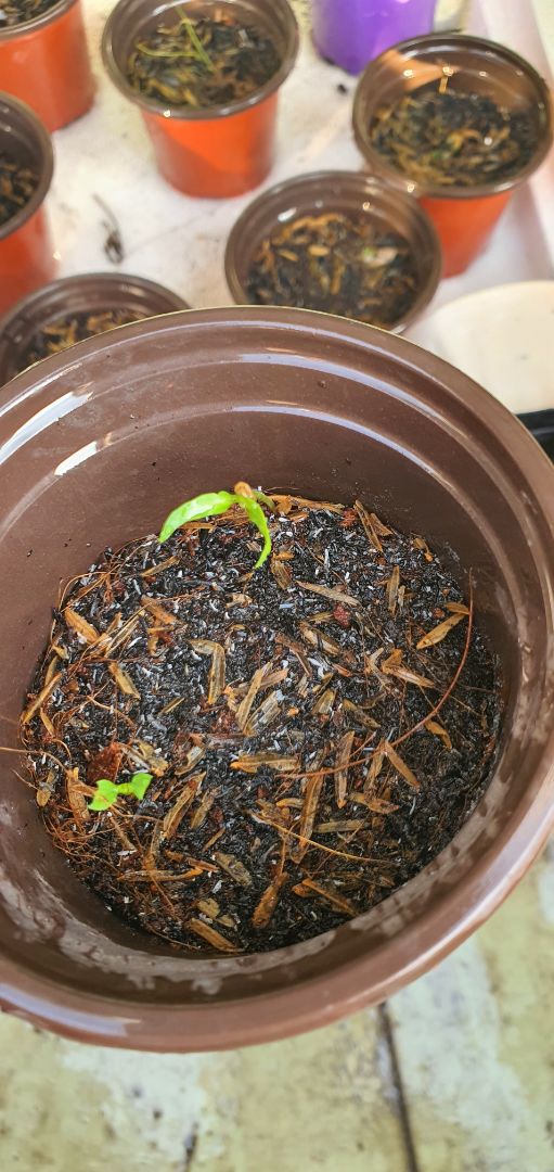 mới giao đã lên cây rồi