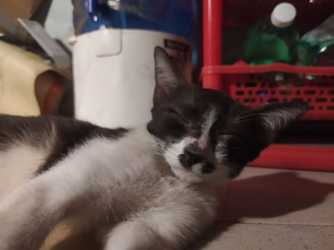 giao hàng nhanh, quạt hút rất ok, chất lượng thì dùng lâu mới biết. nhờ có quạt hút mà phòng trọ thông thoáng hơn hẳn