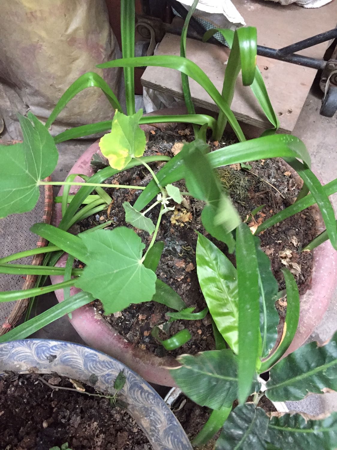 Cây bọc cẩn thận vẫn tươi khi nhận được .