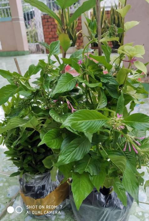 Cây cứng cáp,giao nhanh cây vẫn tươi,shop tư vấn nhiệt tình