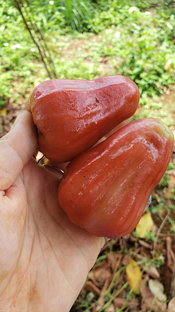 mấy ép rất ok..ép rau kiệt bã lắm...Ko bị ồn nữa...giao hàng ok luôn....máy chính hãng bảo hành qua mã QR luôn.....quên chụp hình máy rồi..ảnh trái cây đỡ... mấy ép rất ok..ép rau kiệt bã lắm...Ko bị ồn nữa...giao hàng ok luôn....máy chính hãng bảo hành qua mã QR luôn.....quên chụp hình máy rồi..ảnh trái cây đỡ...