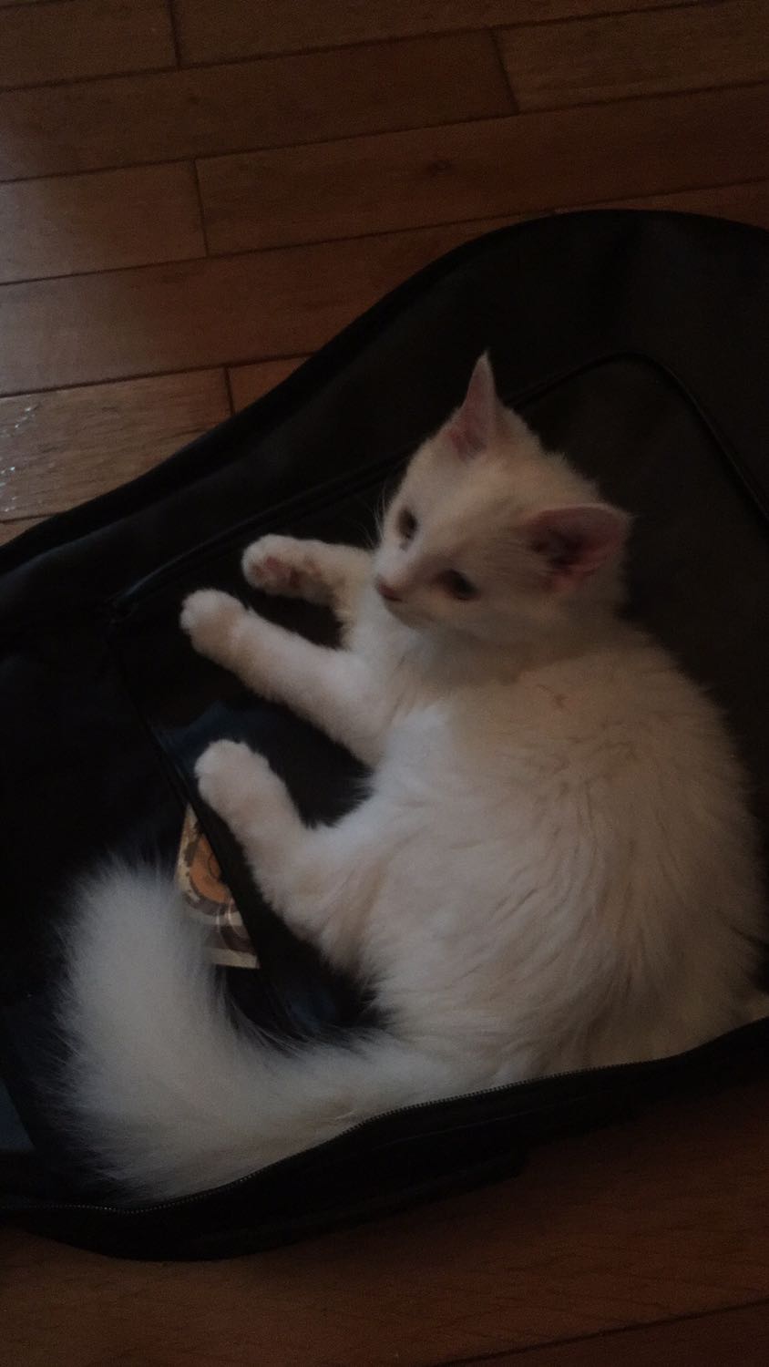 Bao da dày dặn, êm mềm, em mèo nhà mình rất thích nằm :))) capo ổn áp, xài rất ok. Giao hàng nhanh và đầy đủ, gói hàng gọn gàng.