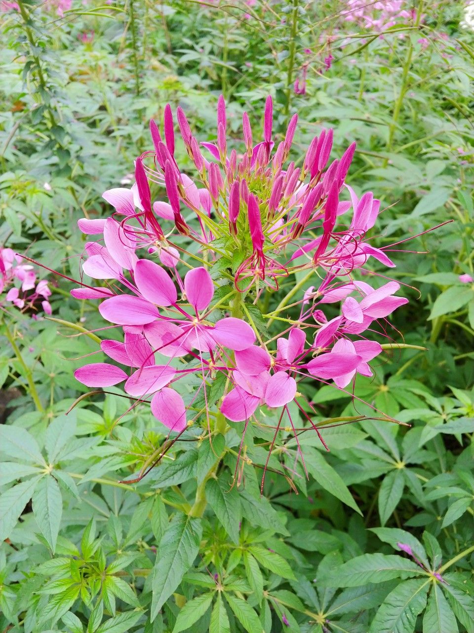 giường tốt dễ sử dụng, gịn