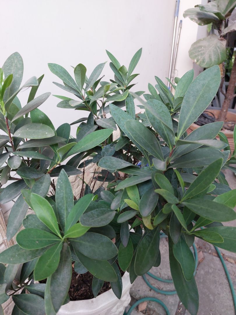 Cứng cssp  hài lòng.