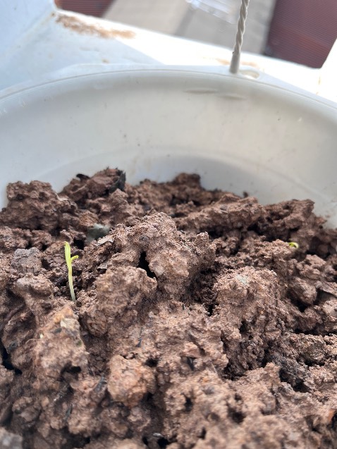 Mình mới nhận hạt hôm chiều hôm kia, hôm qua mưa quá trời. Sáng nay ngủ dậy thì các em đã nảy mầm rồi.