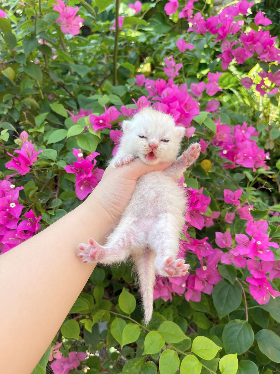 🎄 Mèo anh lông ngắn nhà đẻ 3-4 trịu/bé bao tiêm, sổ giun & BHSK 10 ngày ạ
🎁 Em có 1 đàn giữa tháng 1 & 1 đàn sau Tết âm về nhà mới
☎ Liên hệ *** hoặc https://www.facebook.com/meonhabonghcm/ nhé mn