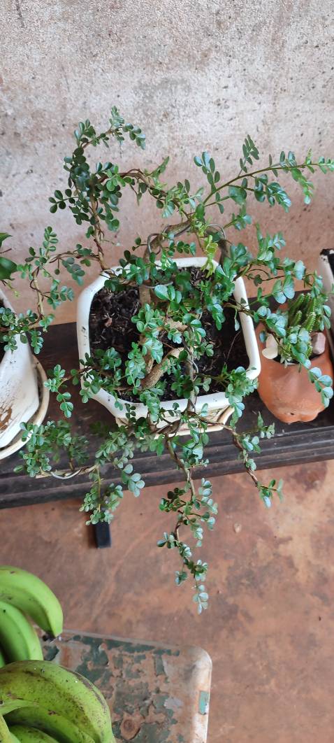 Dễ chăm sóc, cây đẹp