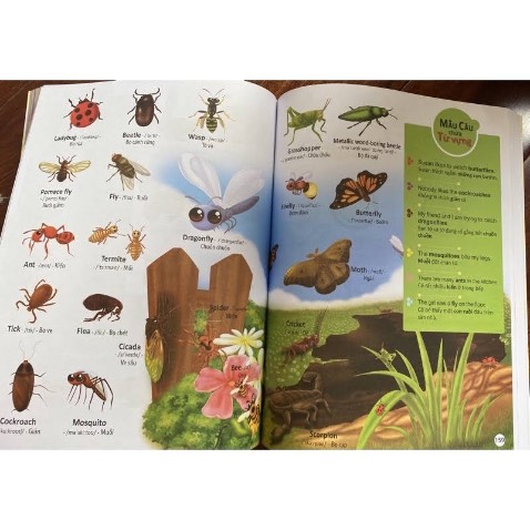 Sách rất hay dc chia làm nhiều chủ đề thiết yếu trong cuộc sống. Có cả phiên âm quốc tế, dễ dàng chỉnh phát âm. Mình thấy sách này người lớn ko thuộc nhiều từ vựng cũng có thể đọc ko riêng gì trẻ em