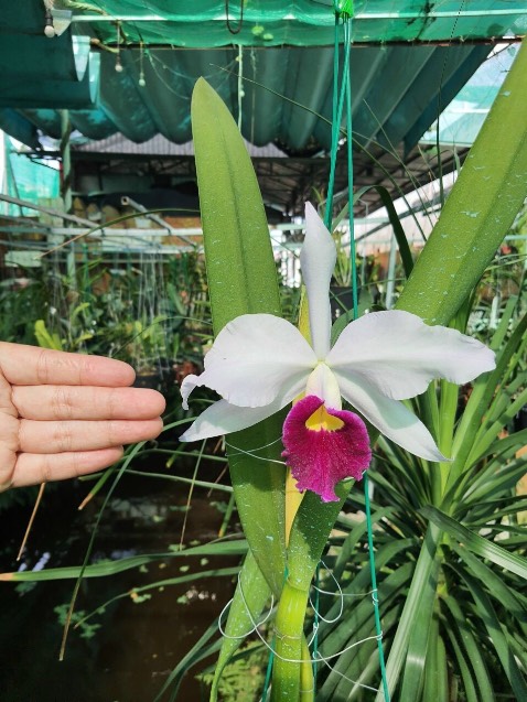 ok đẹp lắm nhe bạn tặng nên ko có hìn ảmh