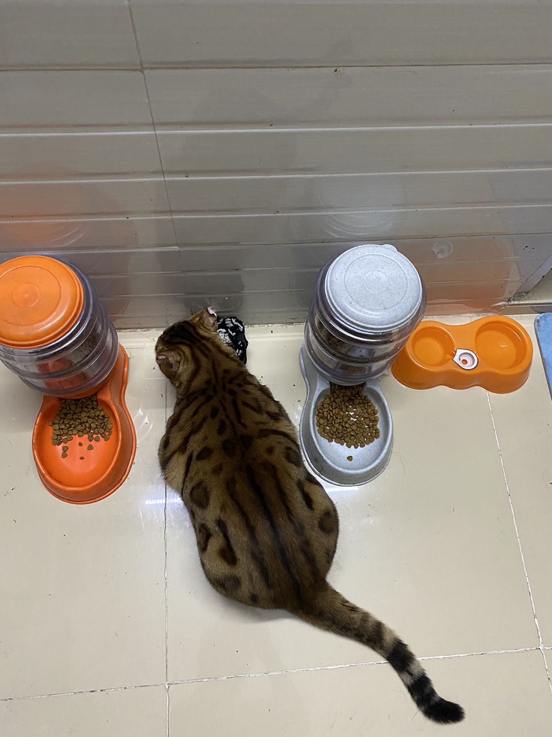 Đã mua mật ong của Cty nhiều lần, nhưng đây là lần đầu mua mật ong Bear . Nói chung là ngon !