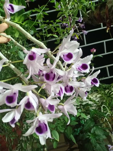 Thật sự mua sản phẩm này qua đây mình cũng đắn đo mãi. Sau thấy a bạn giới thiệu đã mua hàng nhiều lần của shop rồi. Mình đã quyết định đặt hàng. Không ngờ nhận được hàng mình quá hài lòng luôn. Máy chạy khá êm, chịu lực tốt. Shop uy tín nha. Tặng shop 5* nè.