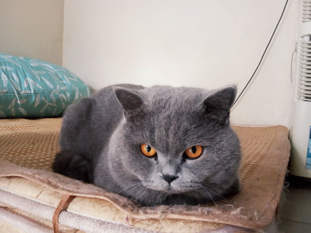 mèo nhà thích ăn mèo nhà thích ăn