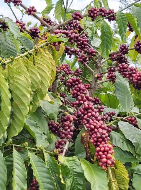 Rất phù hợp cho pha phin, uốg sữa hoặc với đường rất ngon. Cà phê chất lượng cao nhưng giá cả phải chăng.