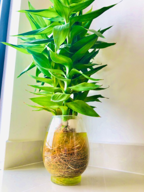 Chậu to đẹp, đúng như mô tả. Shop đóng hàng rất kỹ lưỡng, 2 lớp xốp chống sốc, 3 lớp thùng carton. Mình rất hài lòng. Anh shipper nhiệt tình, thân thiện. ⭐️⭐️⭐️⭐️⭐️