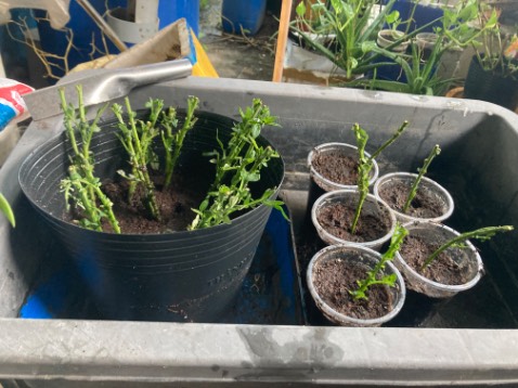 Tốt nhất cho người già và tiểu đường