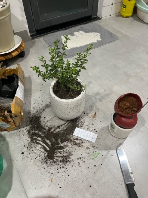 Cây đẹp và khoẻ ! Nhưng có yêu cầu shop nói với shipper là cây thật vận chuyển để cẩn thận. Vì lúc mình nhận hàng ship tưởng cây giả hay sao mà để nhét phía dưới giỏ. Hên là shop gối cẩn thận nên cây 0 bị j! Thanks shop