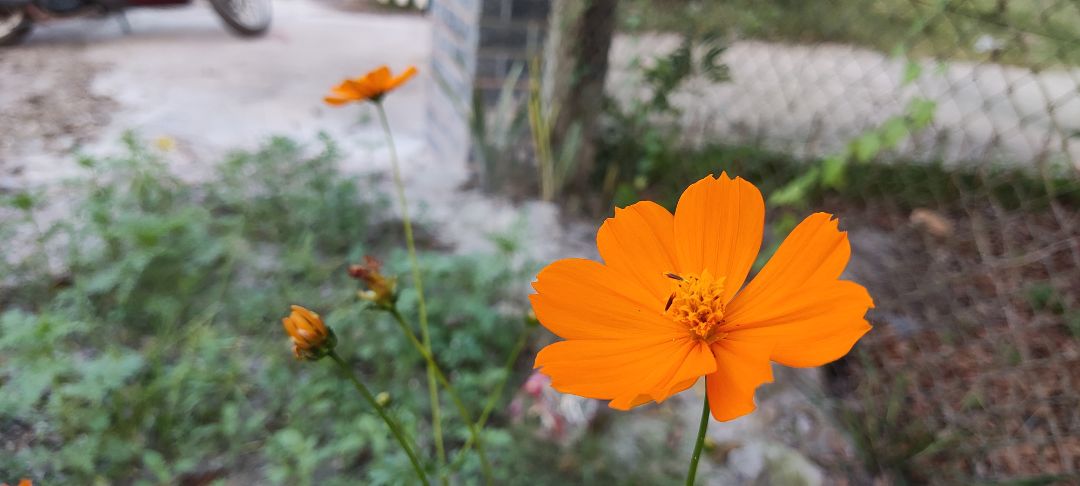 mới sài nên chưa biết hiệu quả như nào