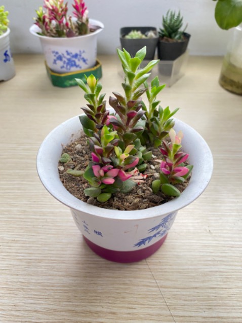 Mua nhiều pin của beston nên yên tâm về chất lượng còn hình ảnh thực tế giống với ảnh quảng cáo.